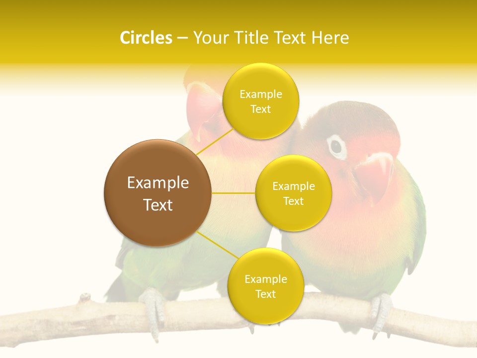 Pair Red Bird PowerPoint Template