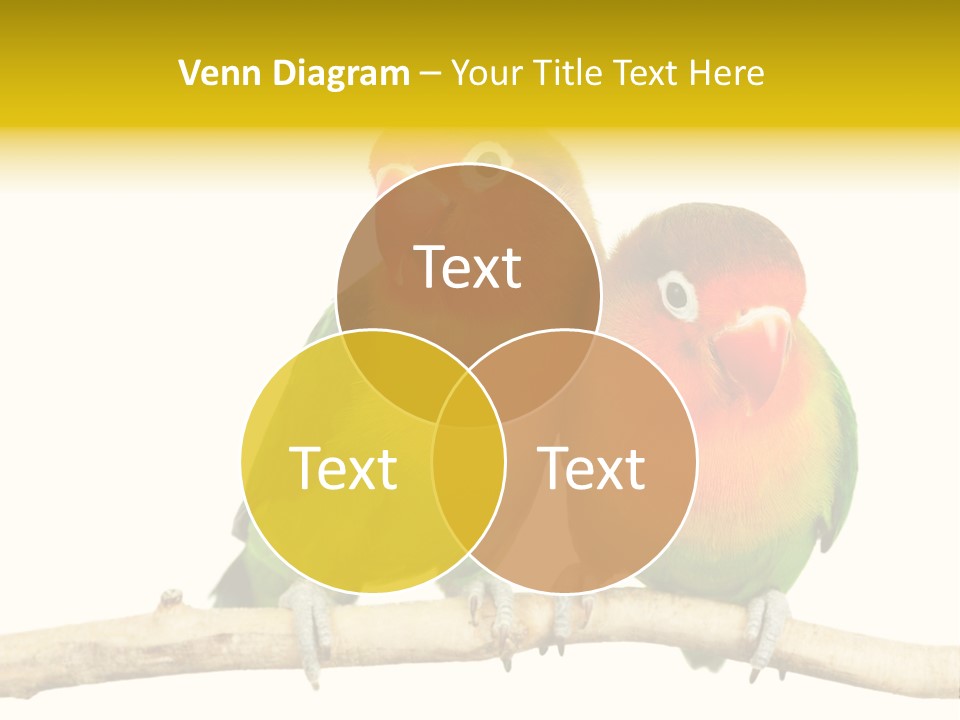 Pair Red Bird PowerPoint Template