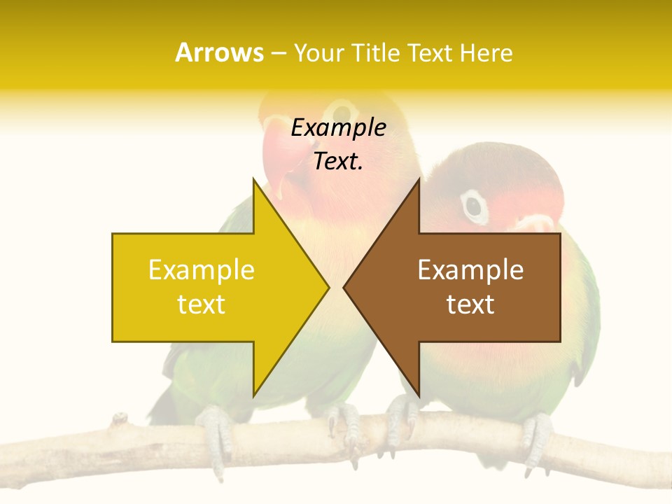 Pair Red Bird PowerPoint Template