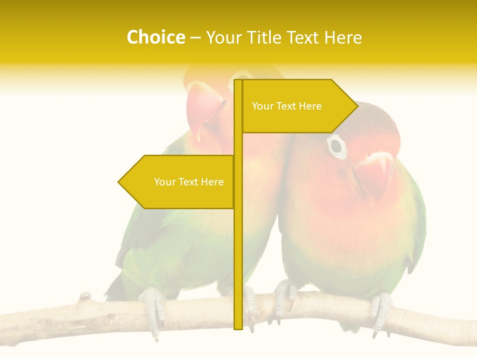 Pair Red Bird PowerPoint Template
