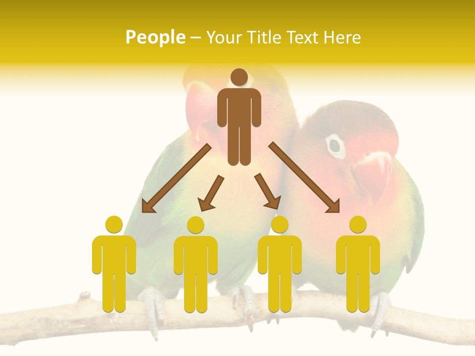 Pair Red Bird PowerPoint Template