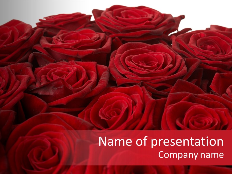 A Bunch Of Red Roses On A White Background PowerPoint Template