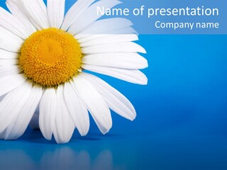 Blossom Healthy Plant PowerPoint Template