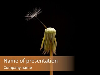 A Dandelion Powerpoint Presentation With A Black Background PowerPoint Template