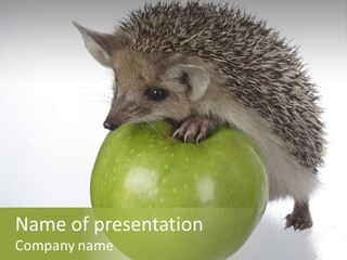 Paw Wild Young PowerPoint Template