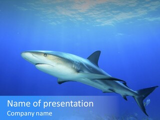 Underwater Perezii Sea PowerPoint Template