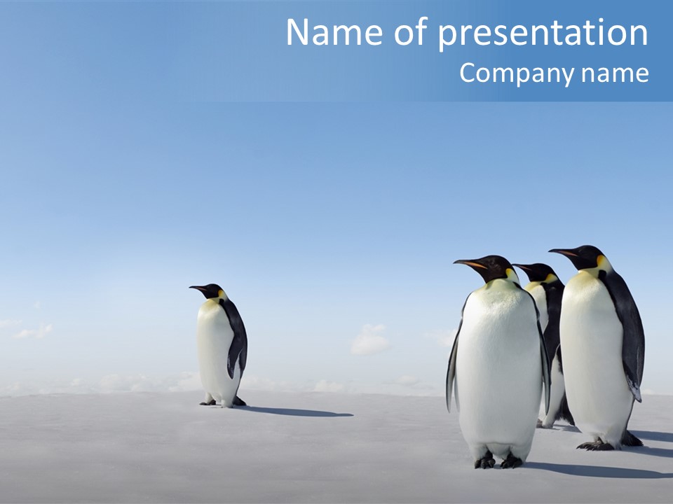 A Group Of Penguins Standing Next To Each Other PowerPoint Template