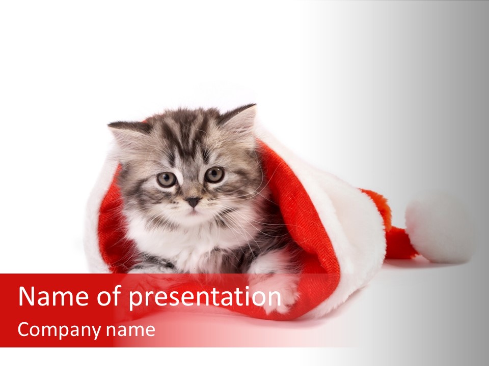 Gifts Hat Fur PowerPoint Template