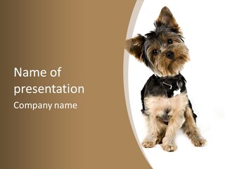 A Small Dog Sitting In Front Of A White Background PowerPoint Template