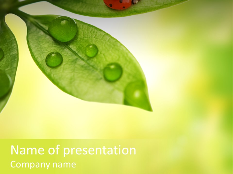 Drops Sunshine Blurred PowerPoint Template