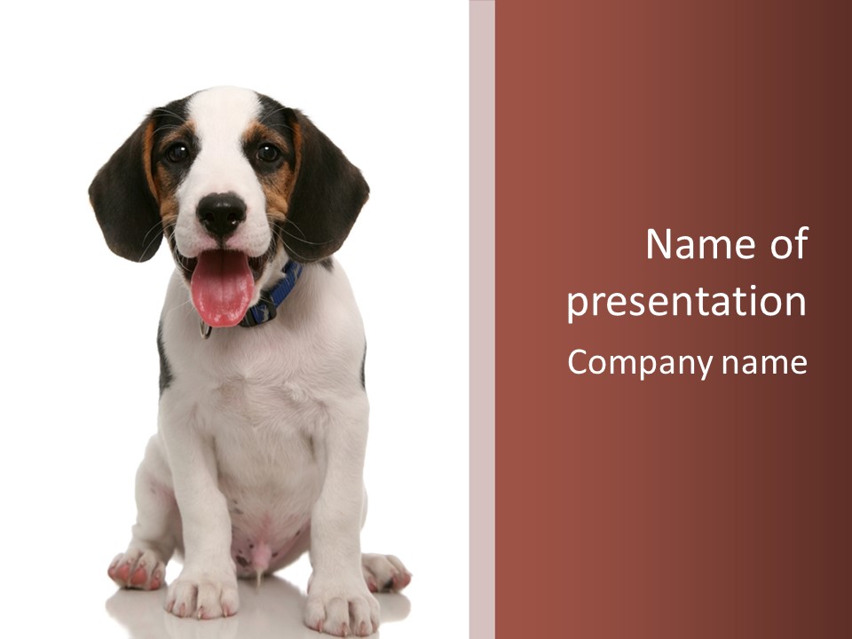 A Dog Sitting Down With His Tongue Out PowerPoint Template