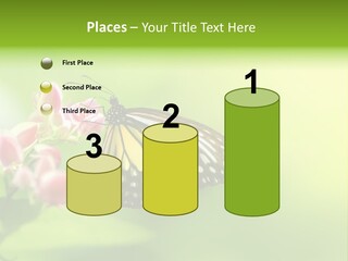 Macro Lepidoptera Color PowerPoint Template