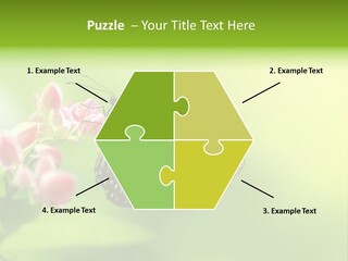 Macro Lepidoptera Color PowerPoint Template