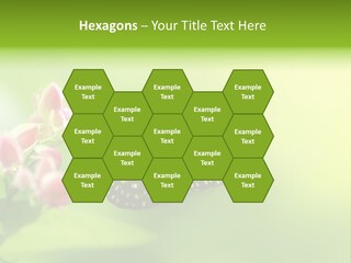 Macro Lepidoptera Color PowerPoint Template