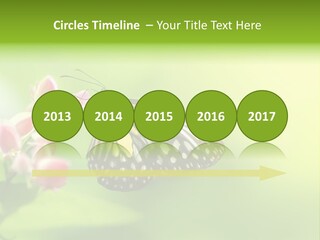 Macro Lepidoptera Color PowerPoint Template