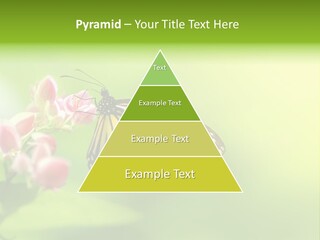 Macro Lepidoptera Color PowerPoint Template