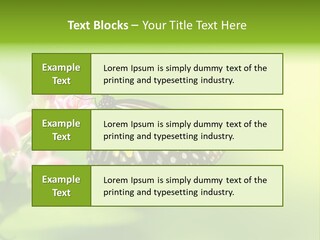Macro Lepidoptera Color PowerPoint Template