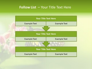 Macro Lepidoptera Color PowerPoint Template