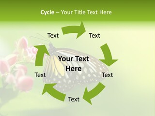 Macro Lepidoptera Color PowerPoint Template