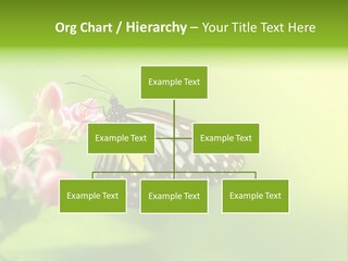 Macro Lepidoptera Color PowerPoint Template