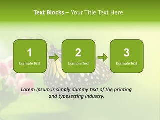 Macro Lepidoptera Color PowerPoint Template