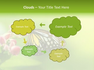 Macro Lepidoptera Color PowerPoint Template