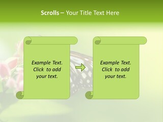 Macro Lepidoptera Color PowerPoint Template