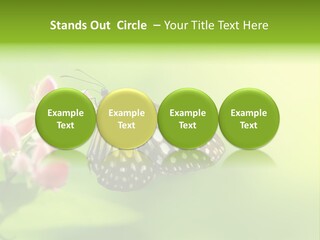 Macro Lepidoptera Color PowerPoint Template