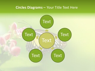 Macro Lepidoptera Color PowerPoint Template
