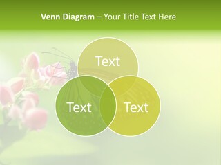 Macro Lepidoptera Color PowerPoint Template