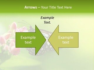 Macro Lepidoptera Color PowerPoint Template