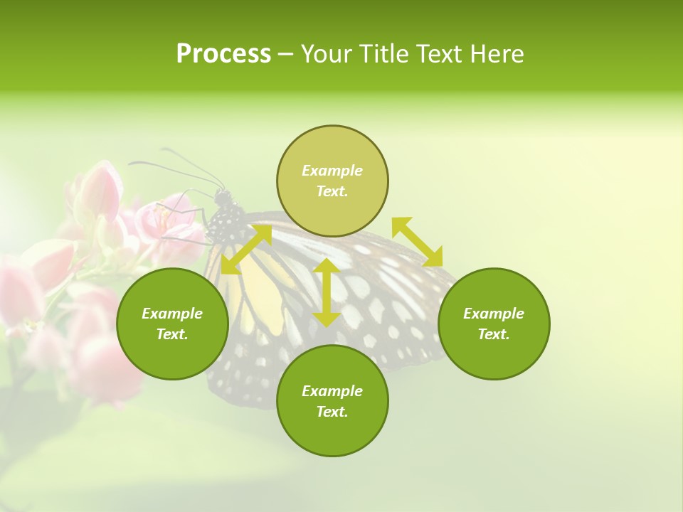 Macro Lepidoptera Color PowerPoint Template