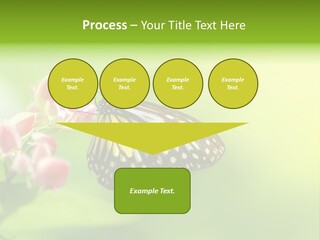 Macro Lepidoptera Color PowerPoint Template