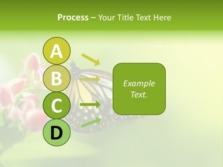 Macro Lepidoptera Color PowerPoint Template