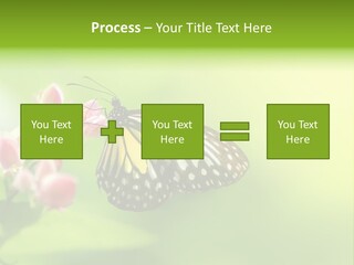 Macro Lepidoptera Color PowerPoint Template