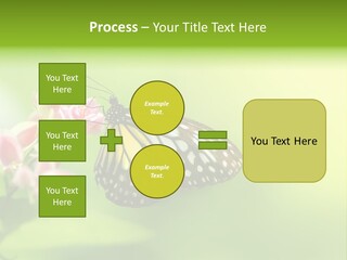 Macro Lepidoptera Color PowerPoint Template