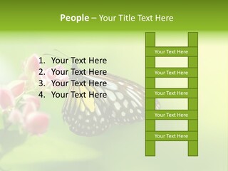 Macro Lepidoptera Color PowerPoint Template