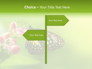 Macro Lepidoptera Color PowerPoint Template