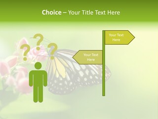 Macro Lepidoptera Color PowerPoint Template