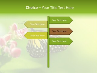 Macro Lepidoptera Color PowerPoint Template