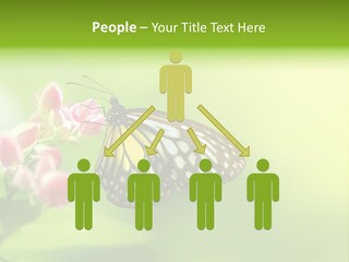 Macro Lepidoptera Color PowerPoint Template