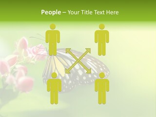 Macro Lepidoptera Color PowerPoint Template