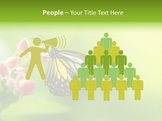 Macro Lepidoptera Color PowerPoint Template