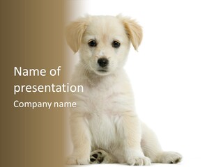 Puppy Grooming Doggy PowerPoint Template