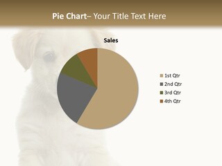 Puppy Grooming Doggy PowerPoint Template