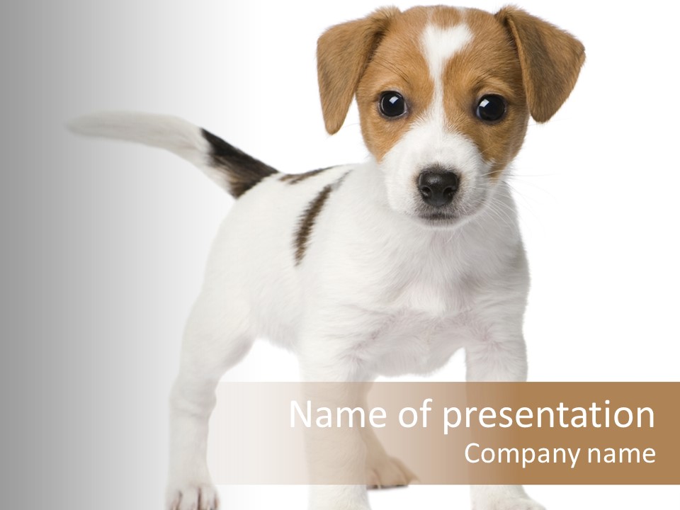 Animal Gazing Isolated PowerPoint Template