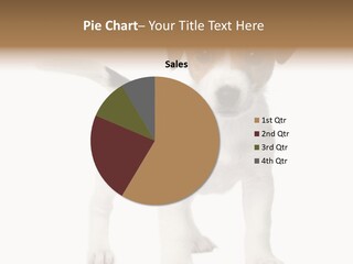 Animal Gazing Isolated PowerPoint Template