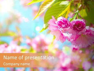 Pink Flowers Are Blooming On A Sunny Day PowerPoint Template