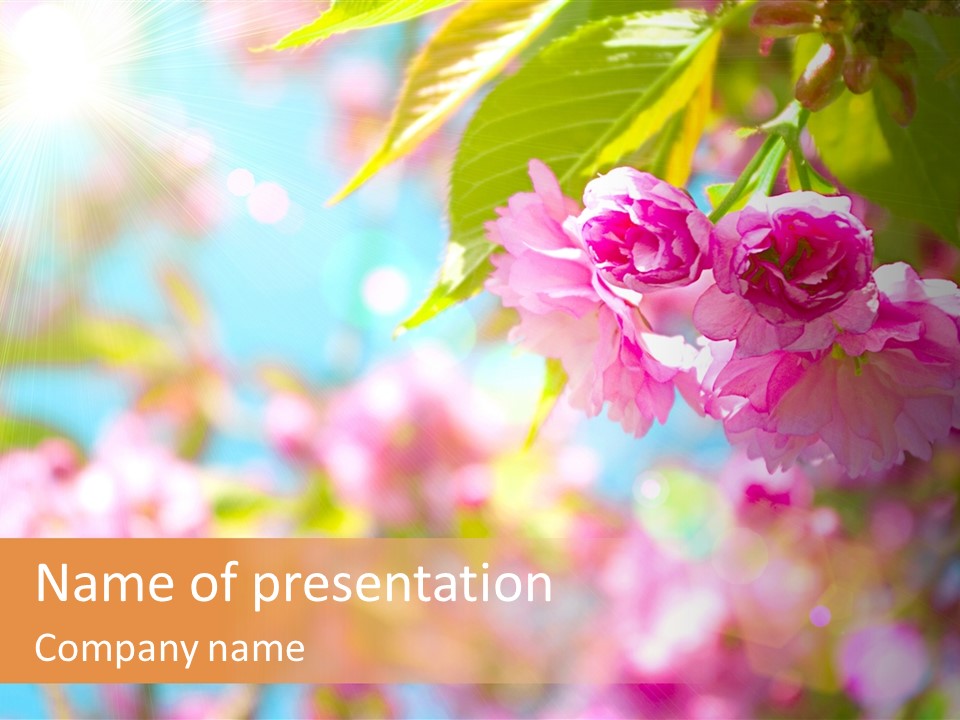 Pink Flowers Are Blooming On A Sunny Day PowerPoint Template