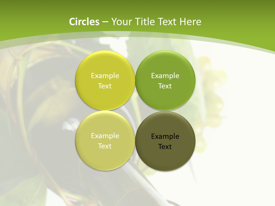 Spiral Grow Winery PowerPoint Template